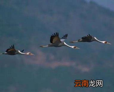 形容鸟叫声的优美词语 赞美鸟叫声好听的成语