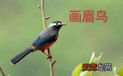 形容鸟叫声的优美词语 赞美鸟叫声好听的成语