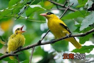 形容鸟叫声的优美词语 赞美鸟叫声好听的成语