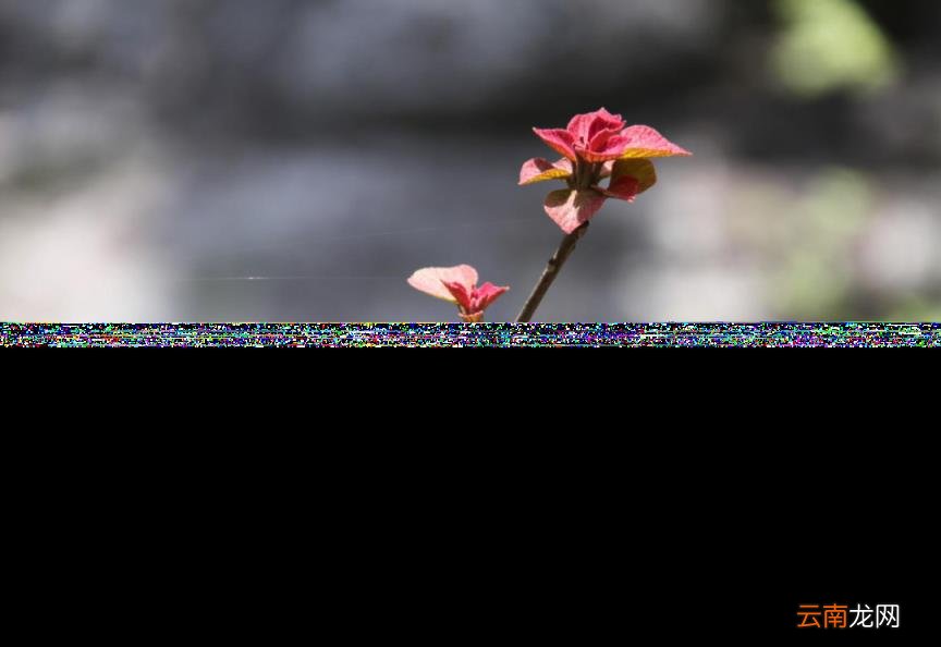 春天到来的诗句有哪些 描写春天的古诗大全