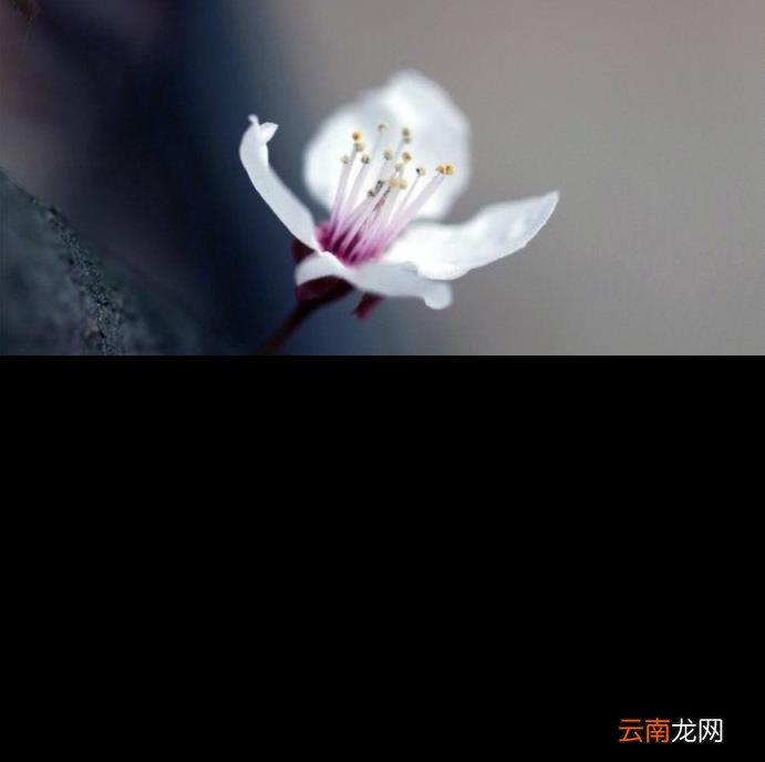 春天到来的诗句有哪些 描写春天的古诗大全