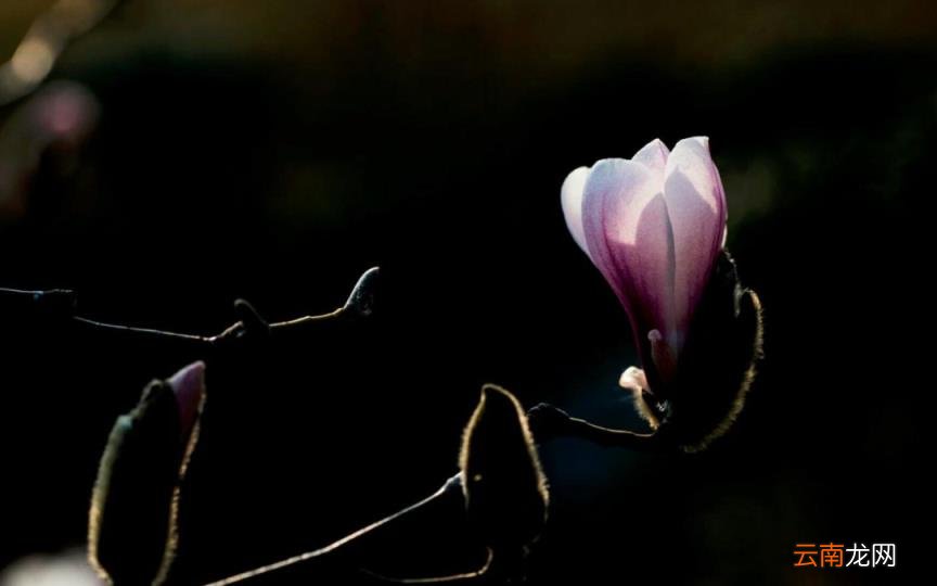 春天到来的诗句有哪些 描写春天的古诗大全