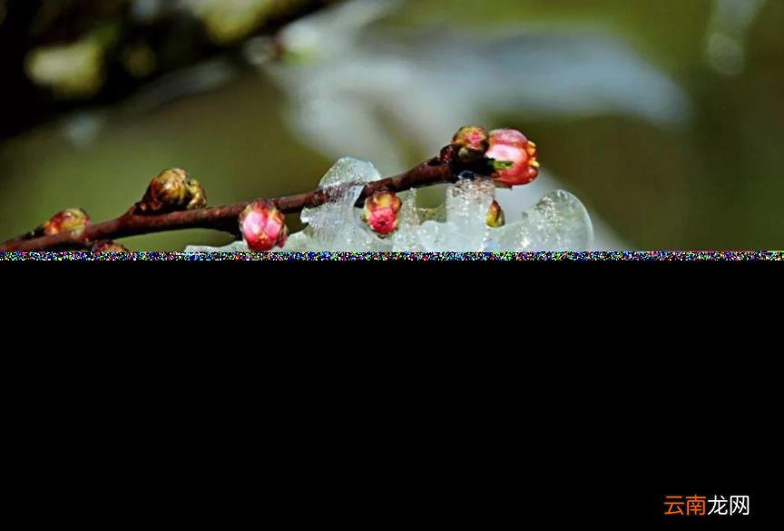 春天到来的诗句有哪些 描写春天的古诗大全