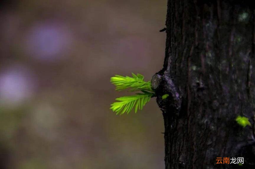 春天到来的诗句有哪些 描写春天的古诗大全
