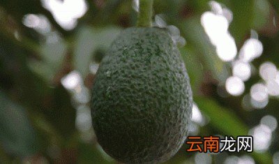 怎样挑选牛油果