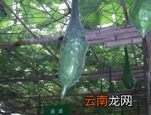 什么样的南瓜甜