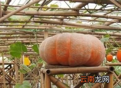 什么样的南瓜甜