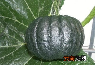 什么样的南瓜甜