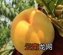 为什么黄桃罐头便宜