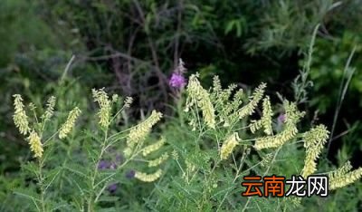 黄芪的药理作用