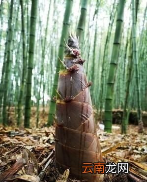 好吃的凉拌小竹笋具体做法