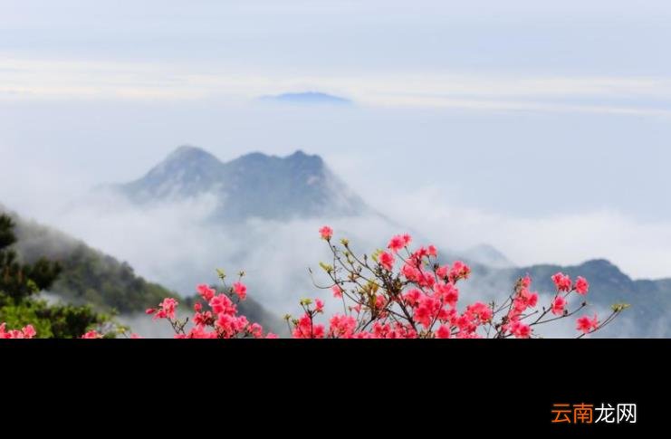 杜鹃花的诗句古诗 跟杜鹃有关的诗句分享