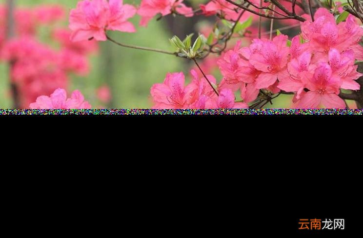 杜鹃花的诗句古诗 跟杜鹃有关的诗句分享