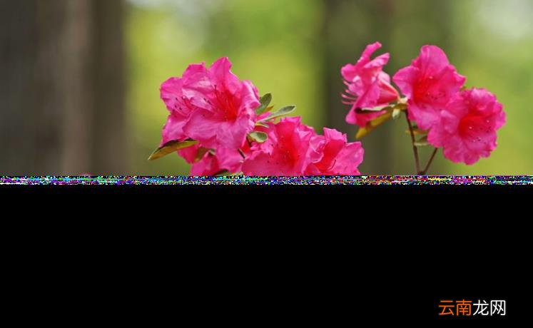 杜鹃花的诗句古诗 跟杜鹃有关的诗句分享