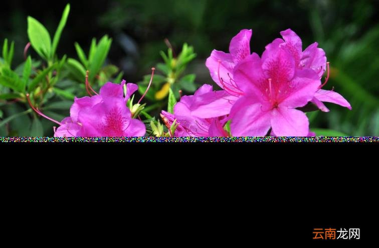 杜鹃花的诗句古诗 跟杜鹃有关的诗句分享