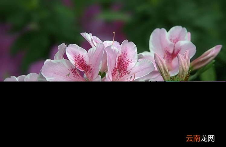 杜鹃花的诗句古诗 跟杜鹃有关的诗句分享