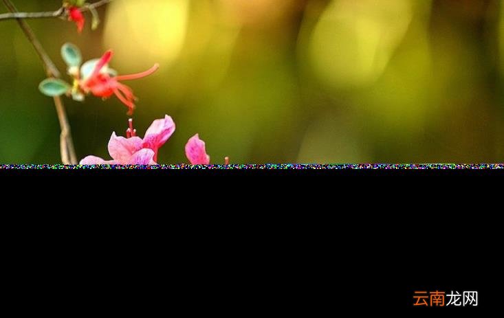 杜鹃花的诗句古诗 跟杜鹃有关的诗句分享