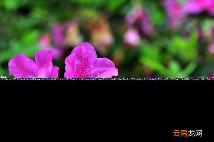 杜鹃花的诗句古诗 跟杜鹃有关的诗句分享