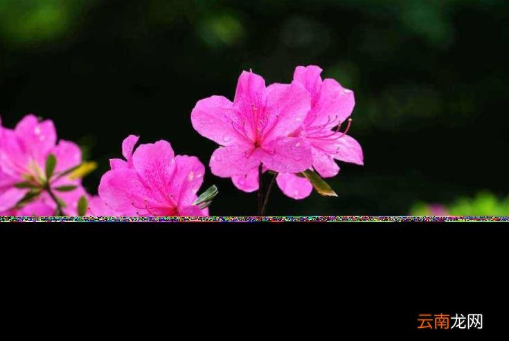 杜鹃花的诗句古诗 跟杜鹃有关的诗句分享