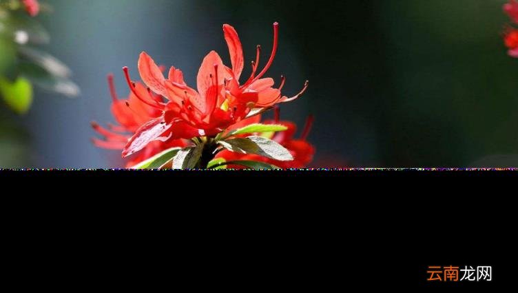 杜鹃花的诗句古诗 跟杜鹃有关的诗句分享