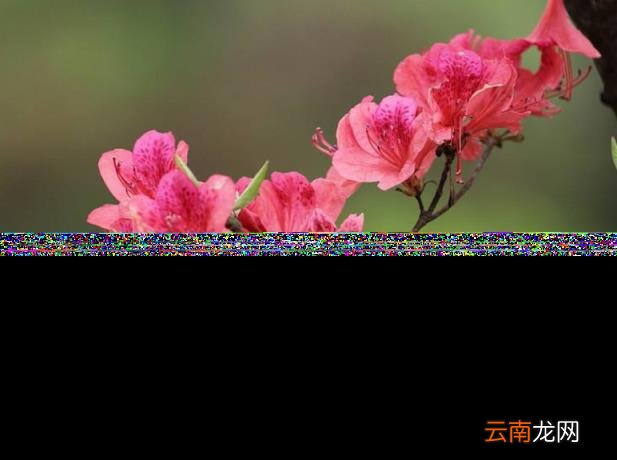 杜鹃花的诗句古诗 跟杜鹃有关的诗句分享