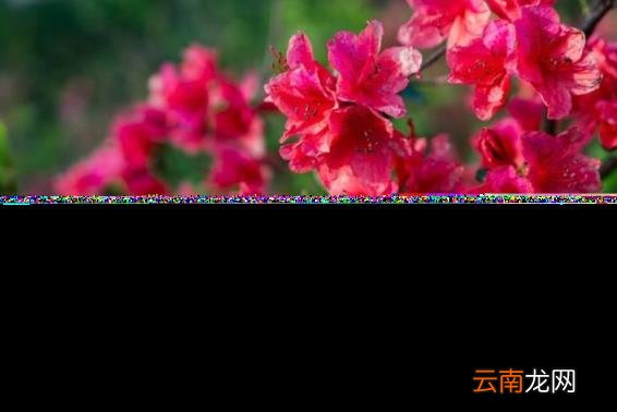 杜鹃花的诗句古诗 跟杜鹃有关的诗句分享