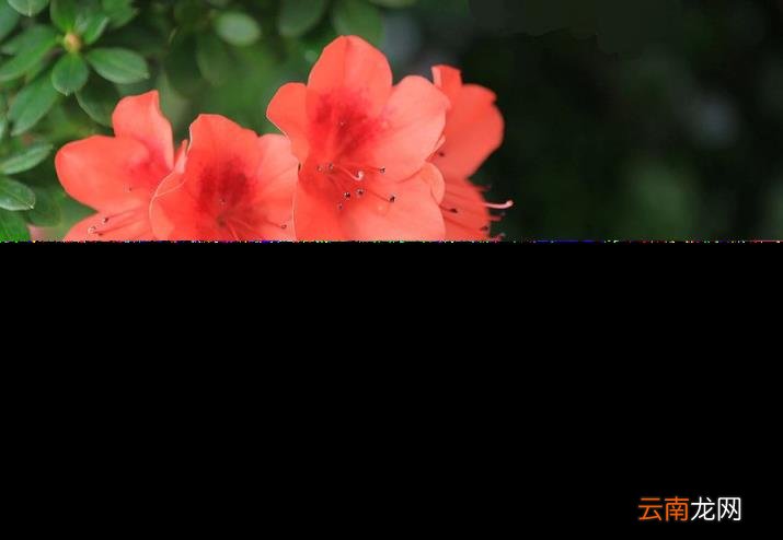 杜鹃花的诗句古诗 跟杜鹃有关的诗句分享