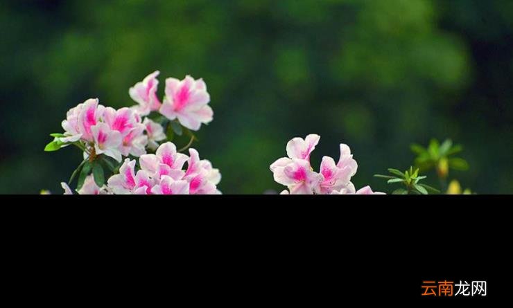 杜鹃花的诗句古诗 跟杜鹃有关的诗句分享