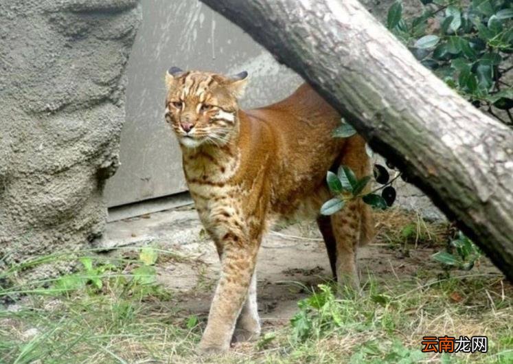 玉龙雪山怎么买票划算 玉龙雪山门票多少钱