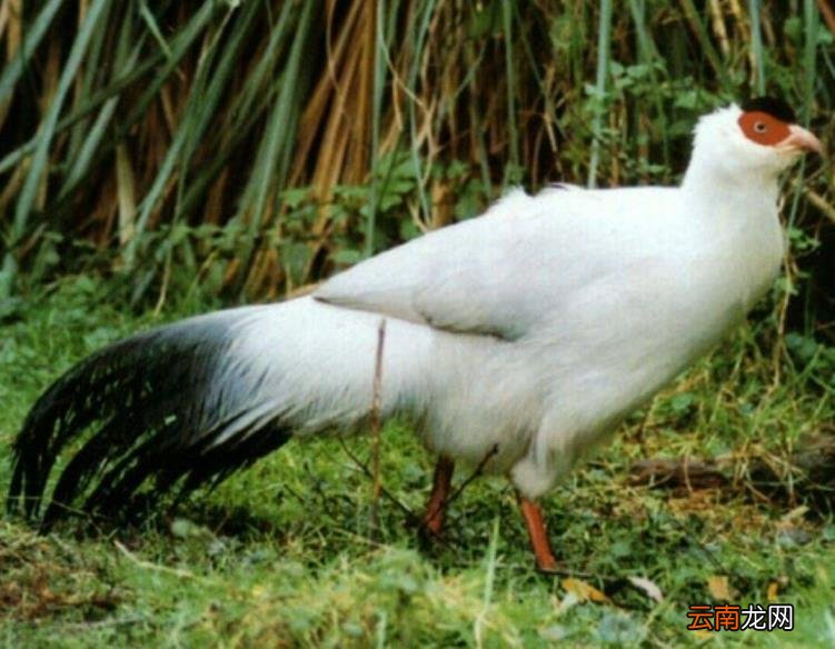 玉龙雪山怎么买票划算 玉龙雪山门票多少钱