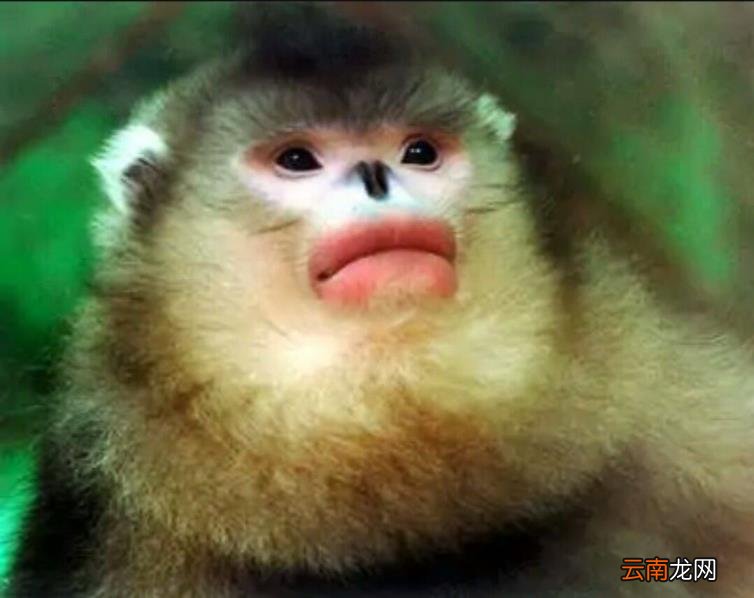 玉龙雪山怎么买票划算 玉龙雪山门票多少钱