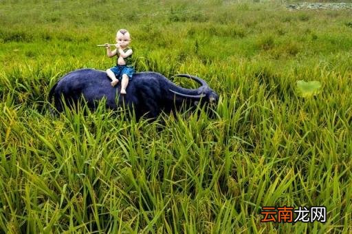 与牧童有关的诗 关于牧童的古诗分享