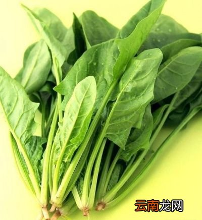 鱼头豆腐汤到底可不可以放菠菜