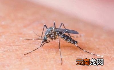 孕妇在夏季怎么驱蚊呢