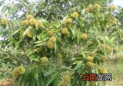 吃板栗需要注意什么呢