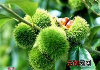 吃板栗需要注意什么呢