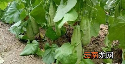 羊角蜜不坐果的原因主要是有以下两个方面