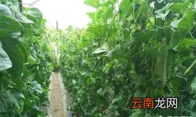 羊角蜜不坐果的原因主要是有以下两个方面