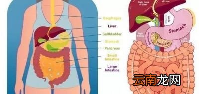 一天排便几次算正常呢