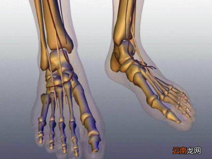 人手骨头图片 人有多少块骨头