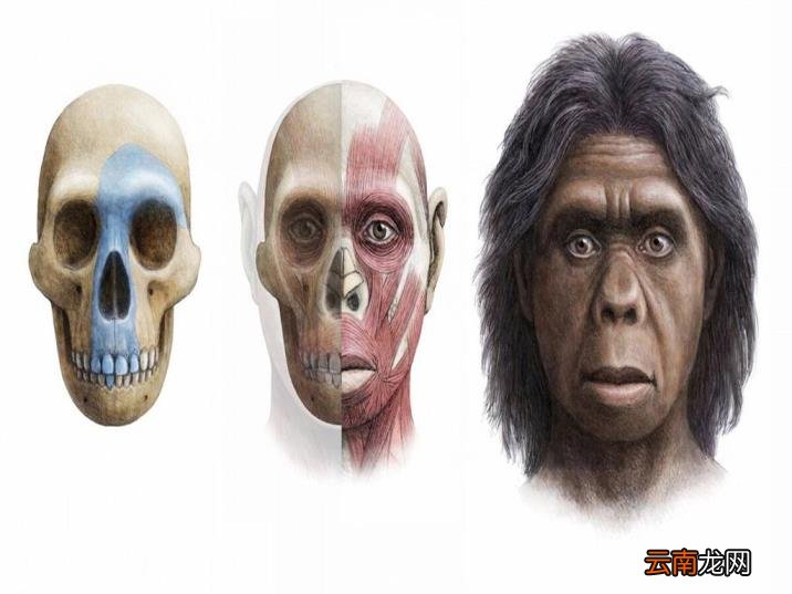 人手骨头图片 人有多少块骨头