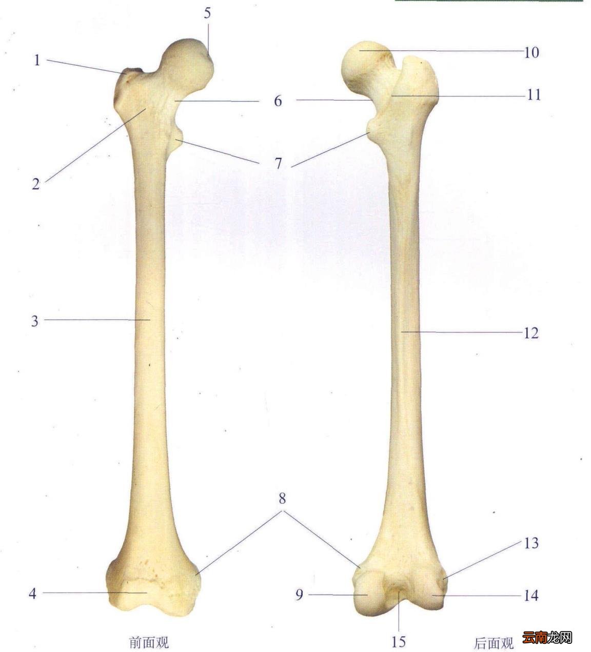 人手骨头图片 人有多少块骨头