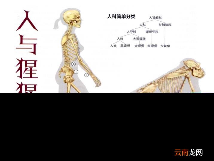 人手骨头图片 人有多少块骨头