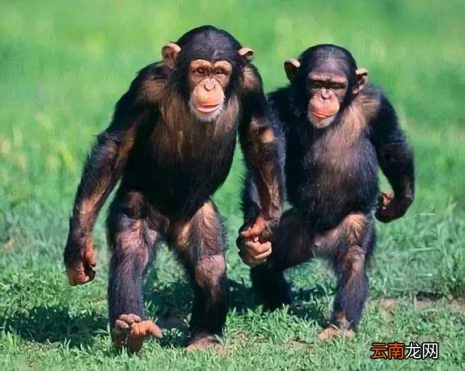 人手骨头图片 人有多少块骨头