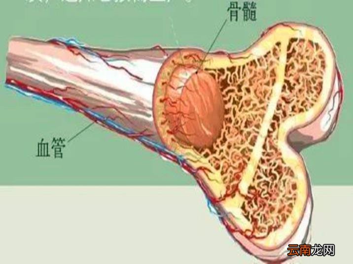 人手骨头图片 人有多少块骨头
