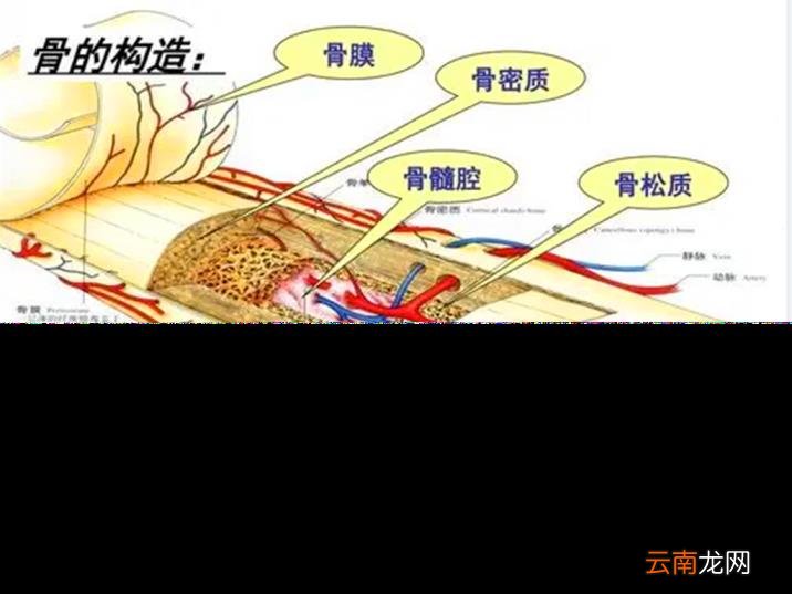 人手骨头图片 人有多少块骨头