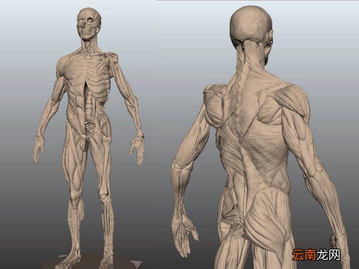 人手骨头图片 人有多少块骨头
