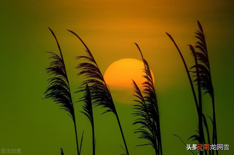 关于草的诗句有哪些 关于草的诗句古诗大全