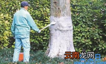 树木冻死的时候是什么样子 树木冬天怎么防冻