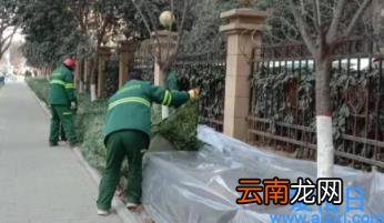 树木冻死的时候是什么样子 树木冬天怎么防冻